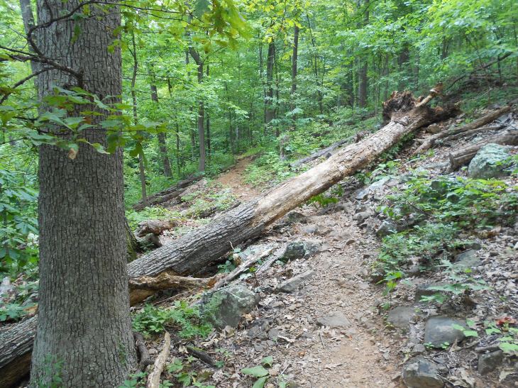 The trail near the top of Carter Mt., just under the orchard.